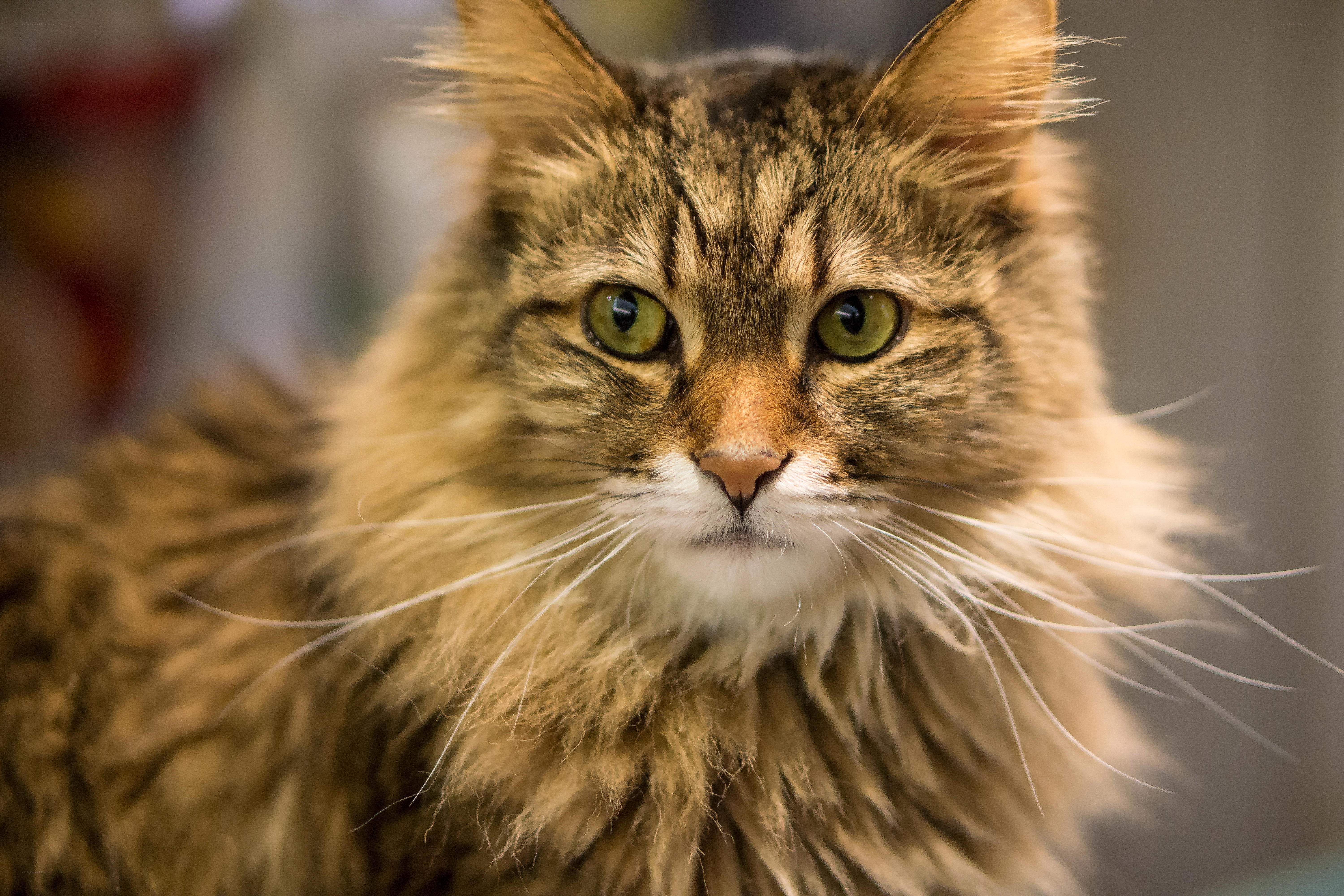 fluffy tabby cat portrait