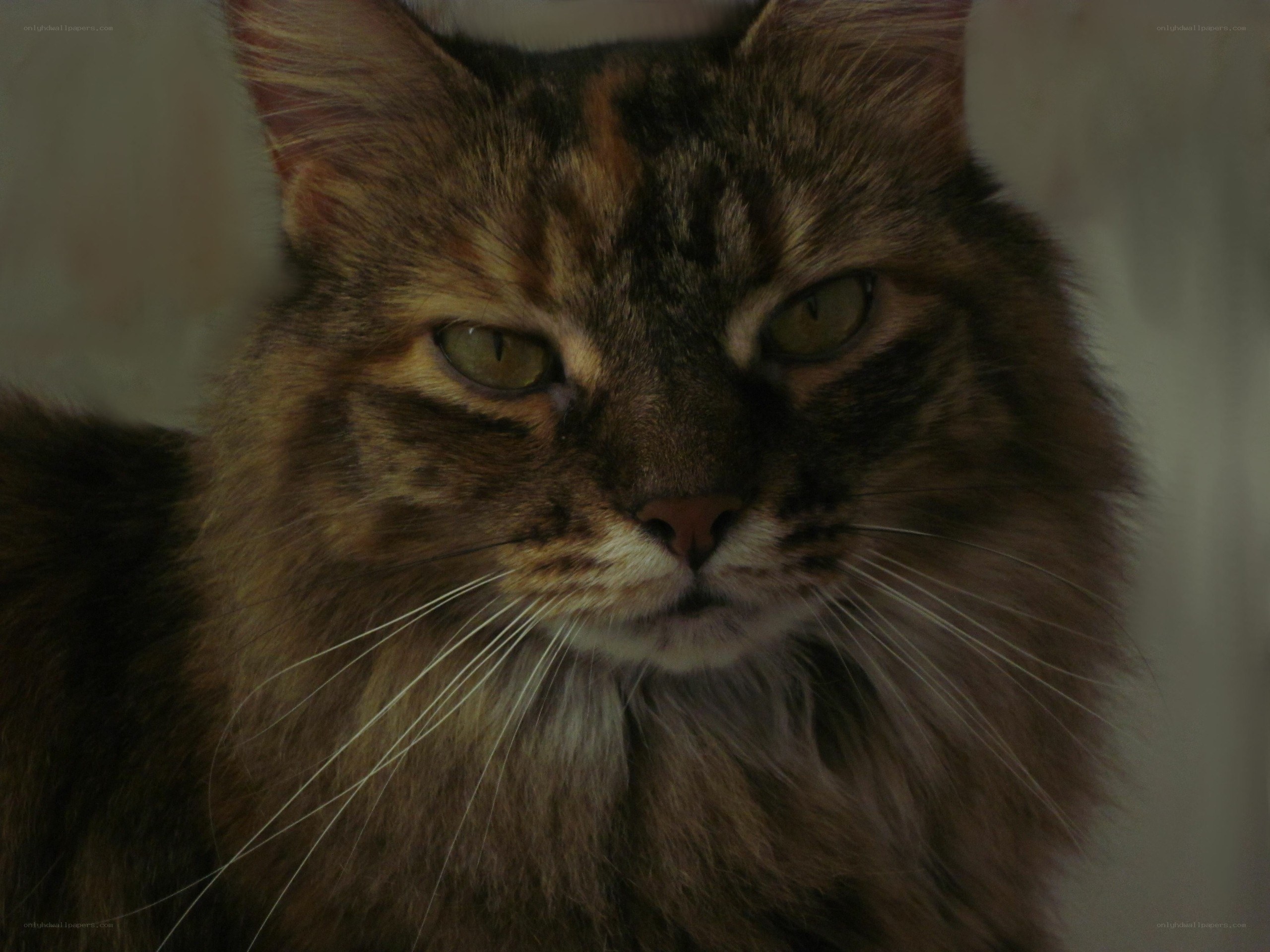 fluffy tabby cat portrait