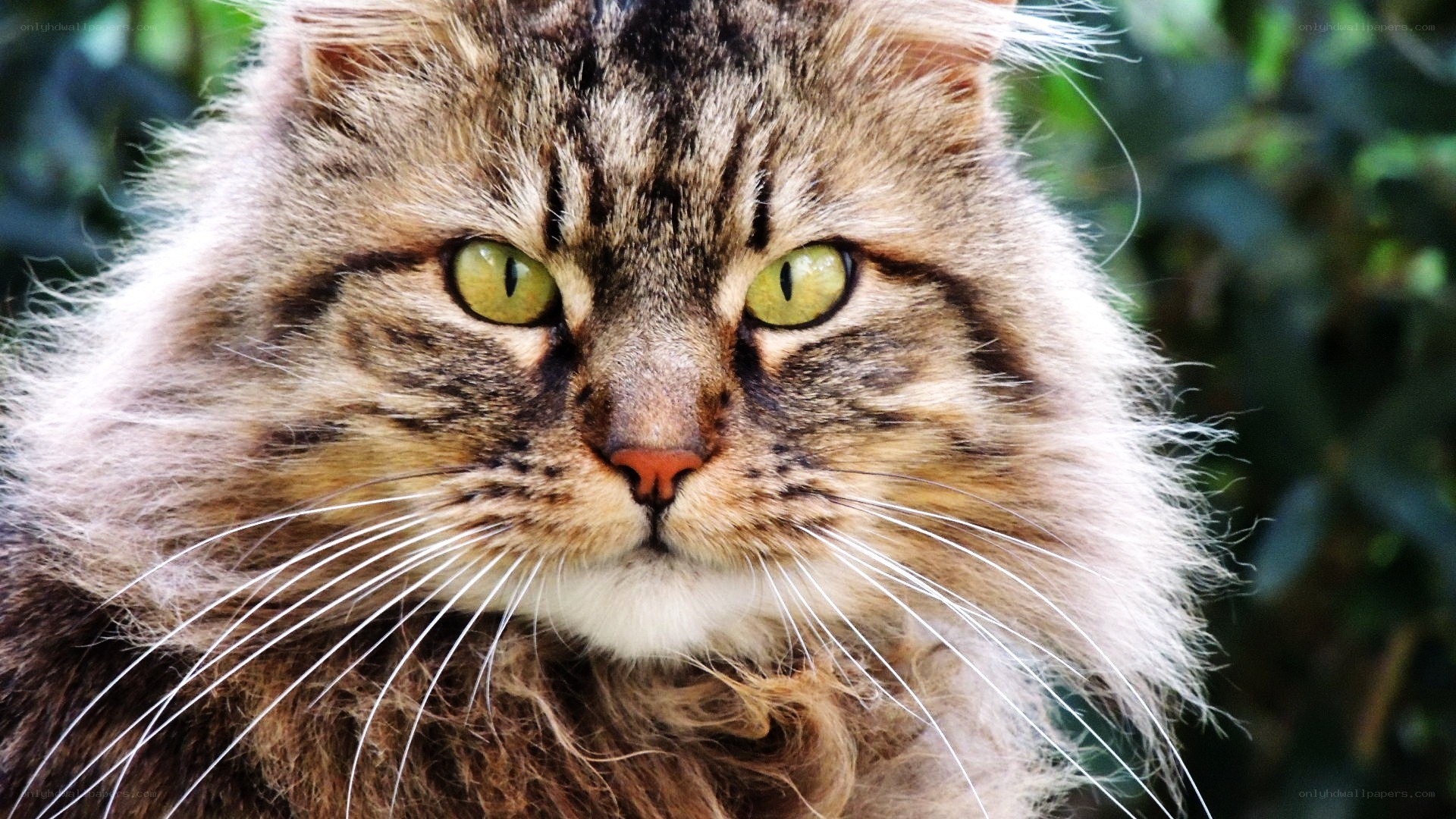 fluffy tabby cat portrait