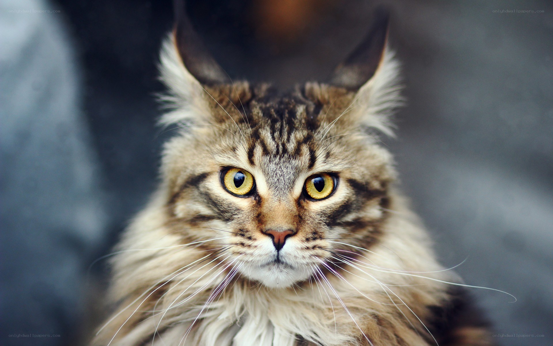 fluffy tabby cat portrait