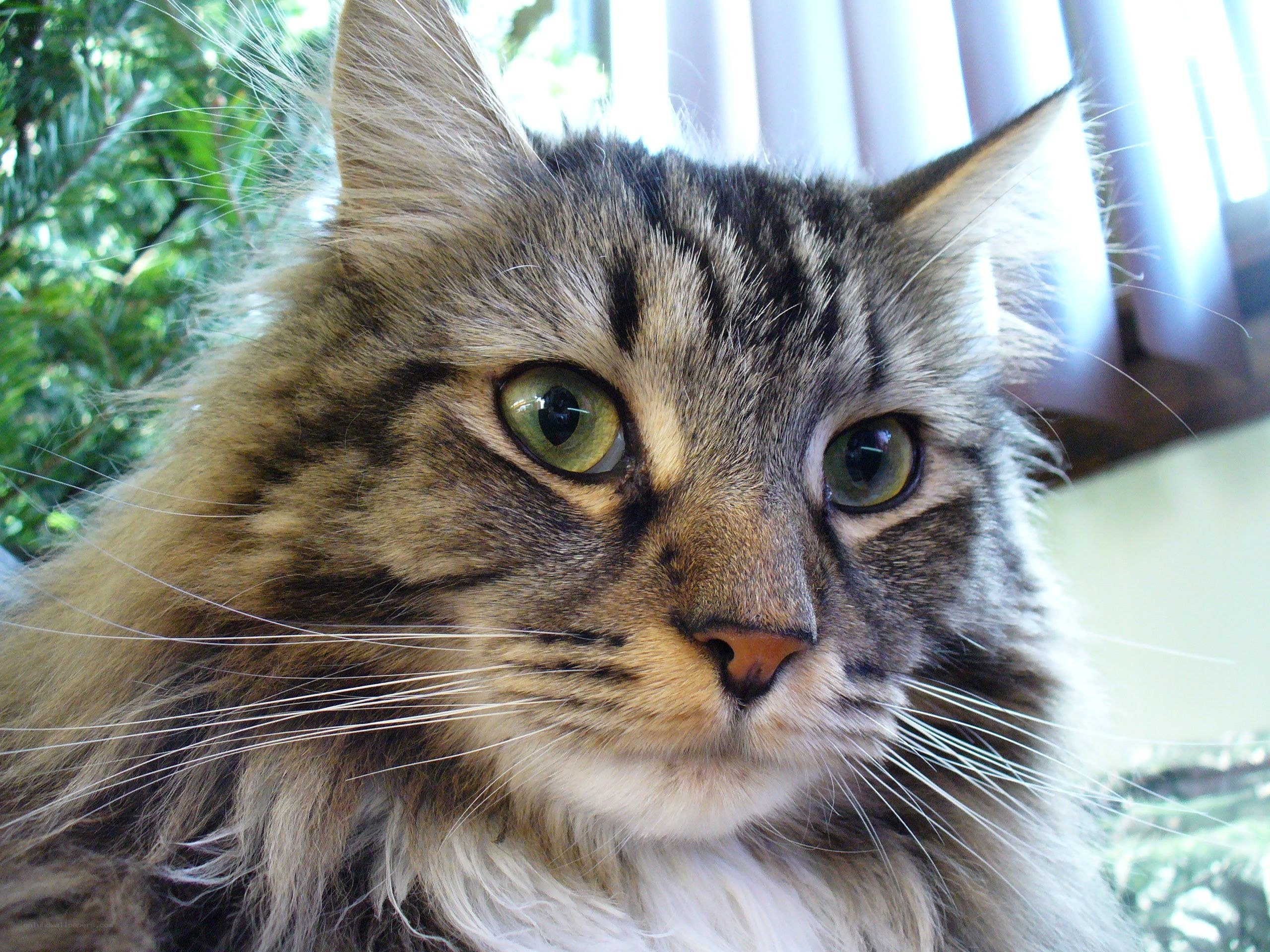 fluffy tabby cat portrait