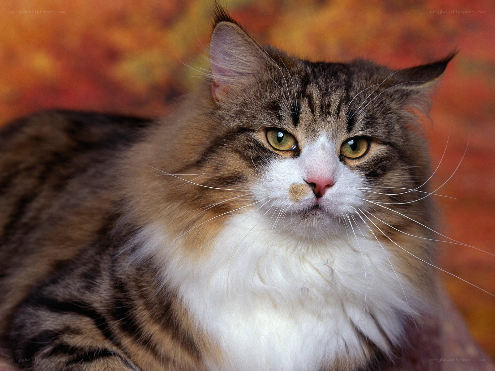 fluffy tabby cat portrait
