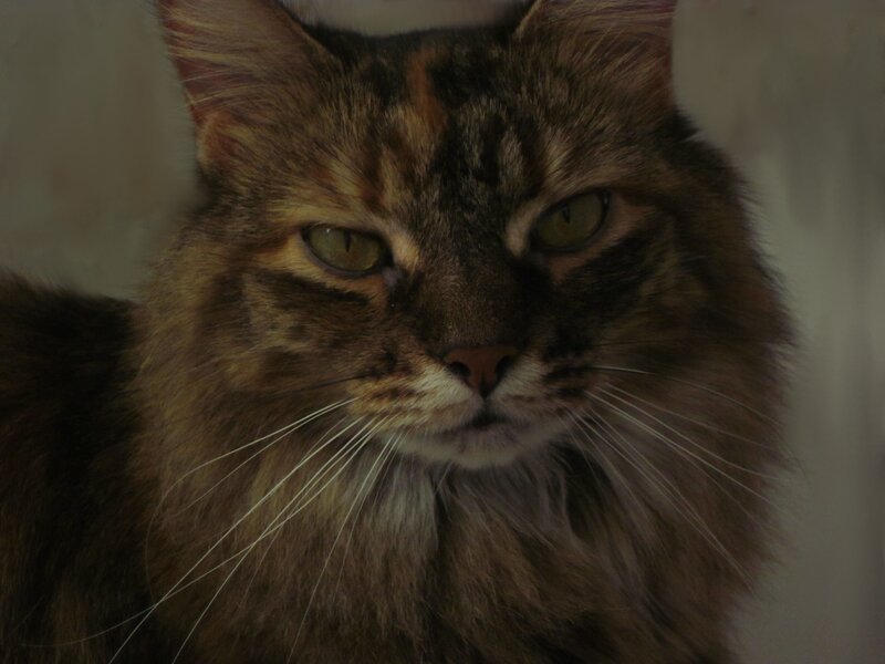 fluffy tabby cat portrait