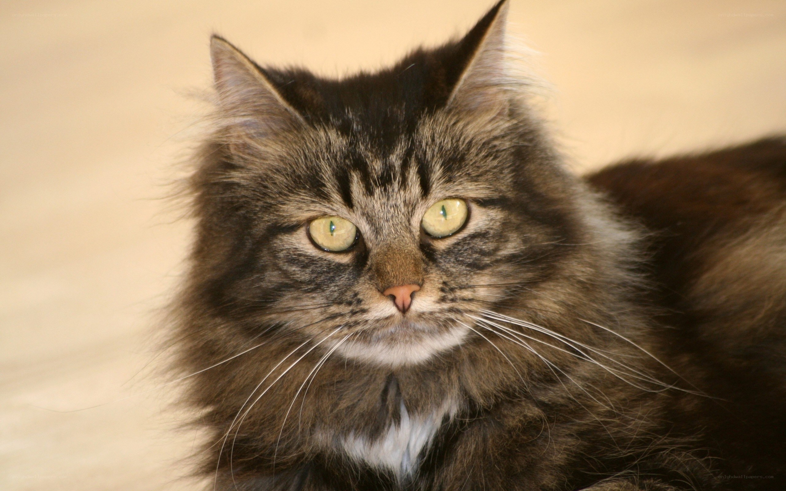 fluffy tabby cat portrait