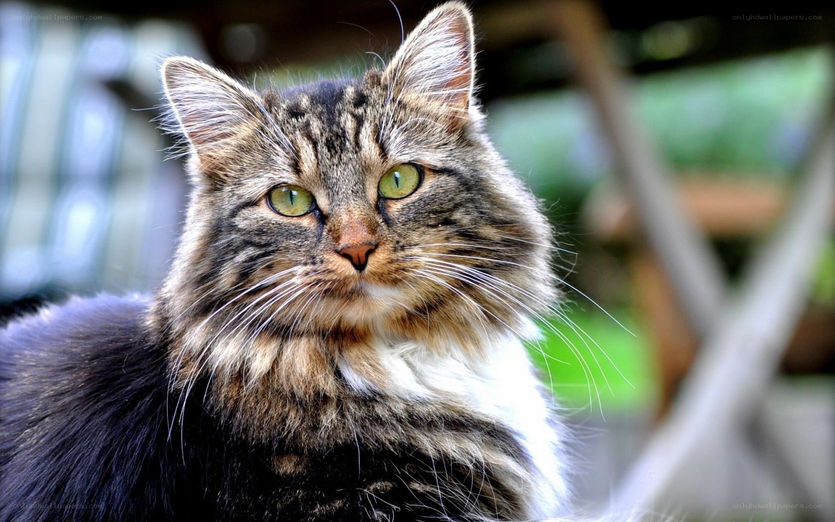 fluffy tabby cat portrait