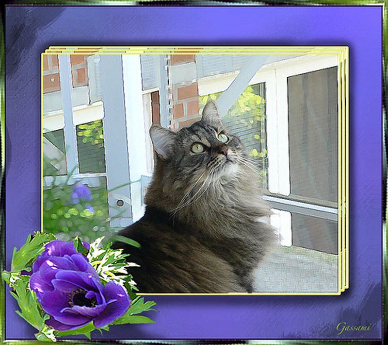 Fluffy Tabby Cat — Purple