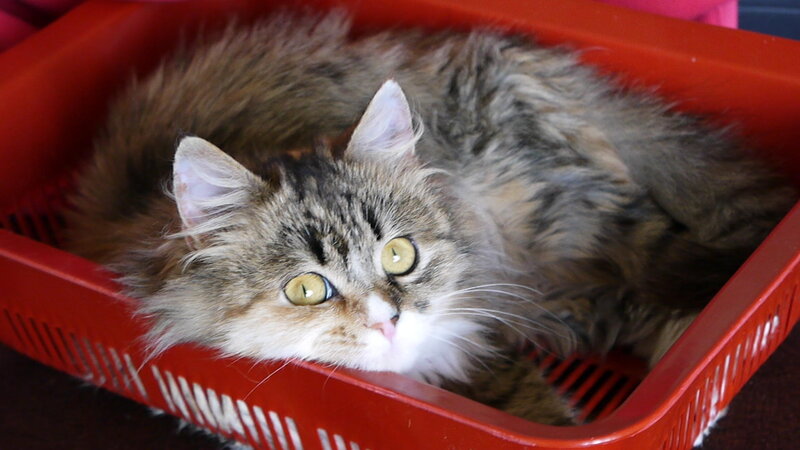 Fluffy Tabby Cat — Red, Calm, Photograph, Basket