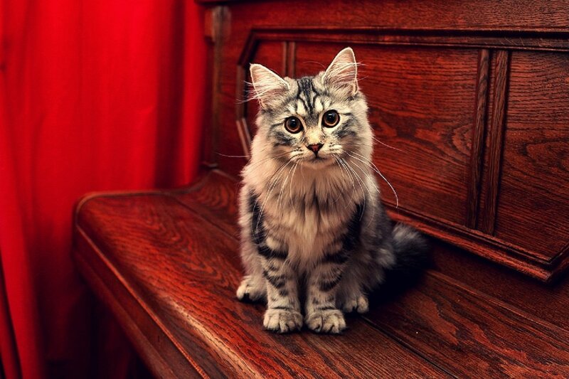 Fluffy Tabby Cat — Red, Calm, Photograph