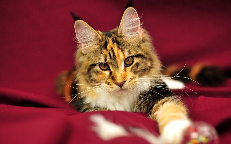 Fluffy Tabby Cat — Red, Calm