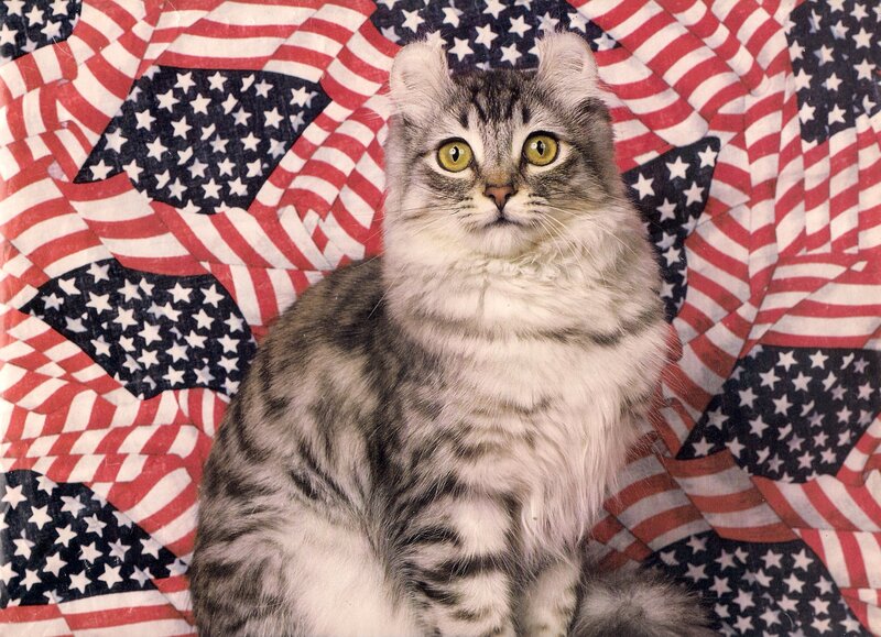 Fluffy Tabby Cat — Red, Patriotic