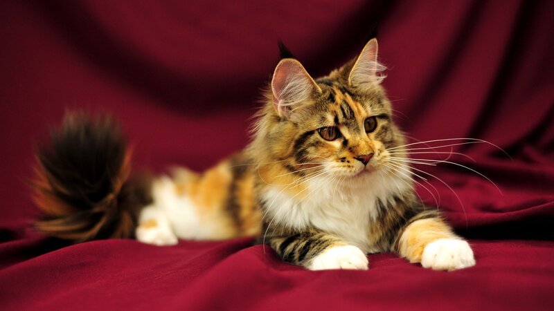 Fluffy Tabby Cat — Red