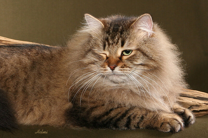 fluffy tabby cat resting