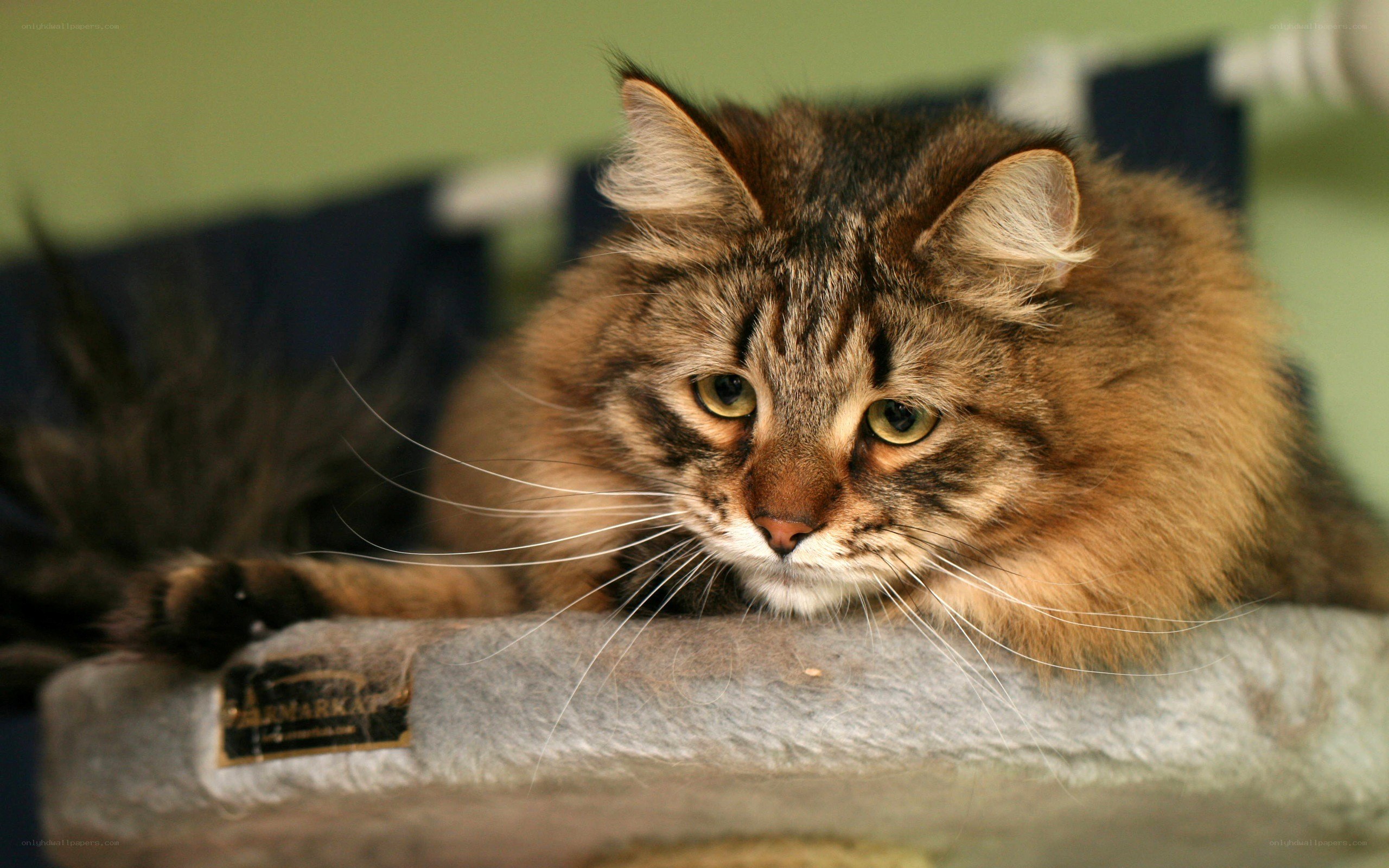 fluffy tabby cat resting