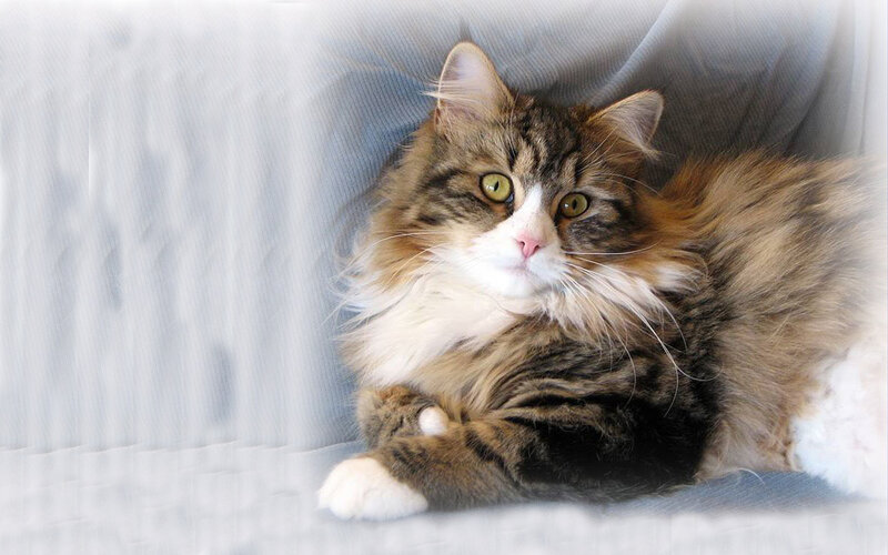 fluffy tabby cat resting