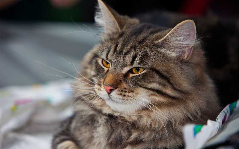 fluffy tabby cat resting
