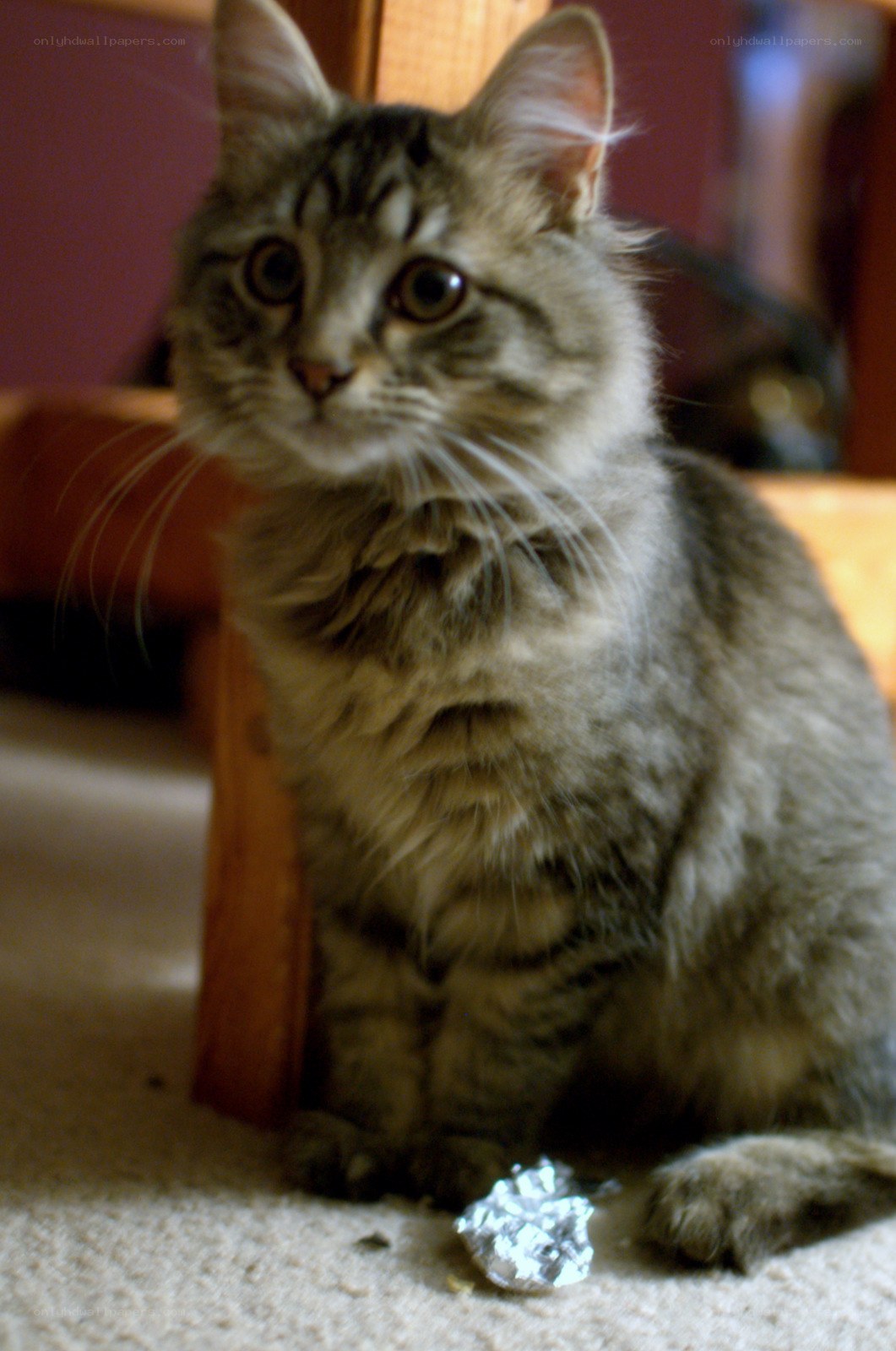 fluffy tabby cat sitting