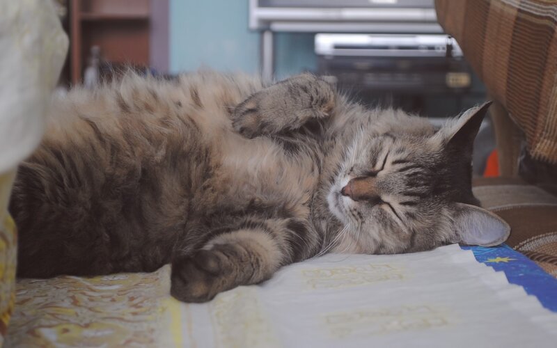 Fluffy Tabby Cat Sleeping — Brown, Peaceful