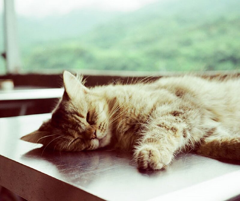 Fluffy Tabby Cat Sleeping — Brown