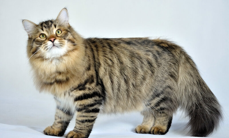 fluffy tabby cat standing