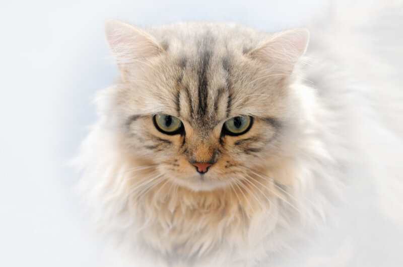 Fluffy Tabby Cat