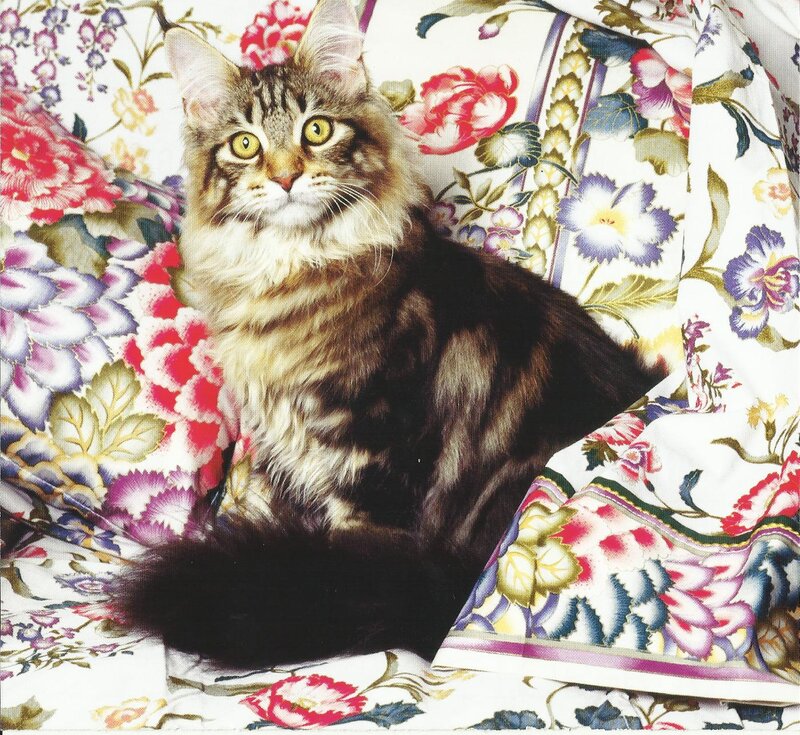 Fluffy Tabby Cat — White, Calm