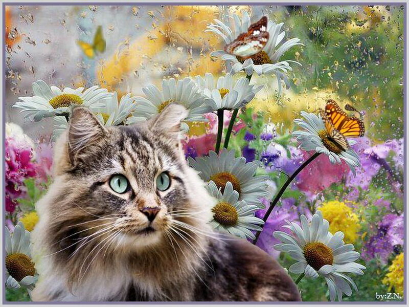Fluffy Tabby Cat — White, Serene