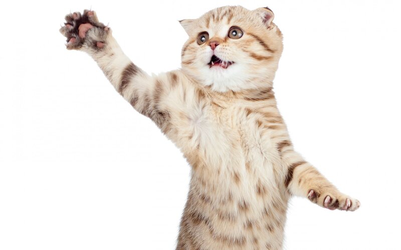Fluffy Tabby Cat — White