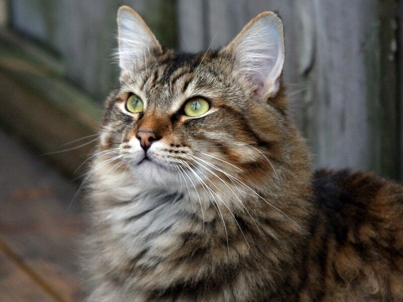 fluffy tabby cat with green eyes