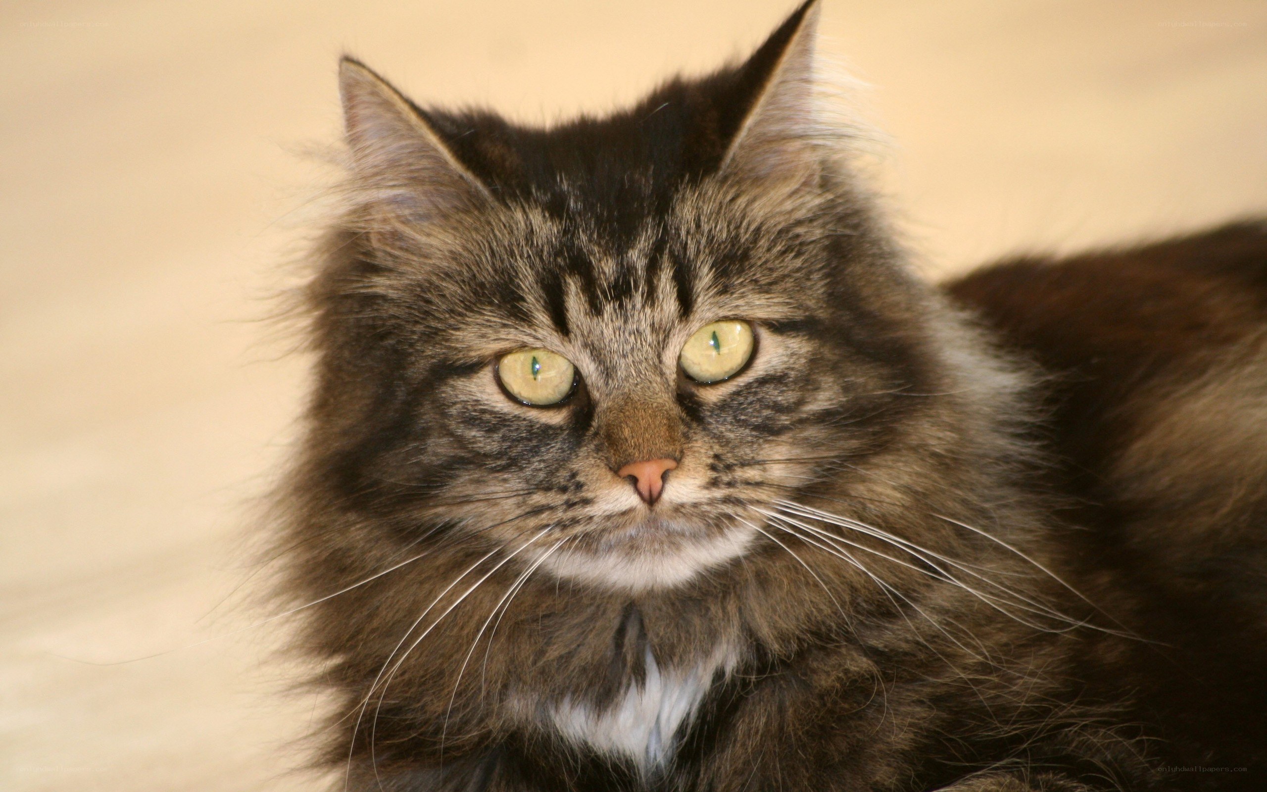 fluffy tabby cat with green eyes