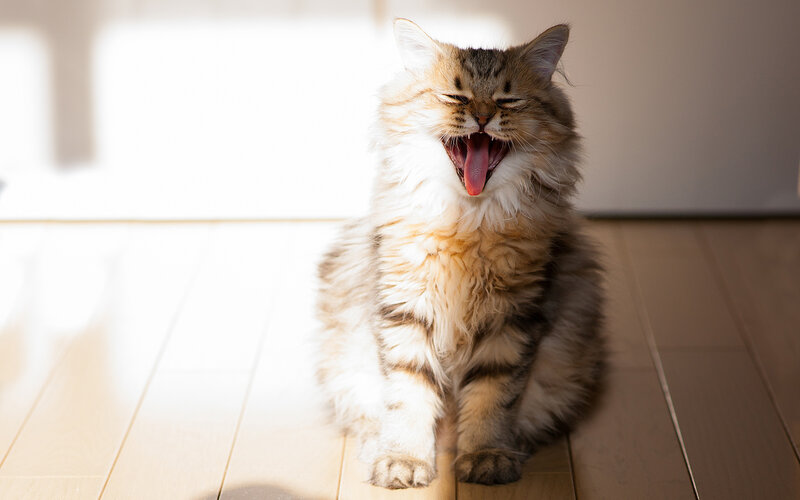 Fluffy Tabby Cat Yawning