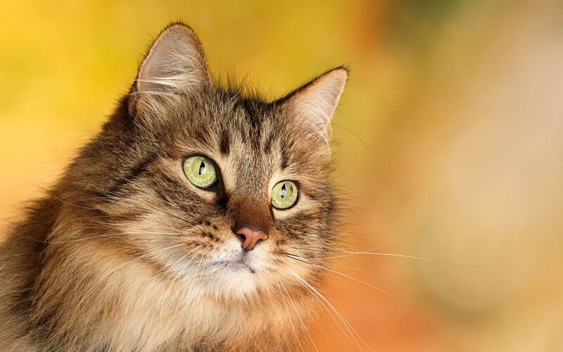 Fluffy Tabby Cat — Yellow