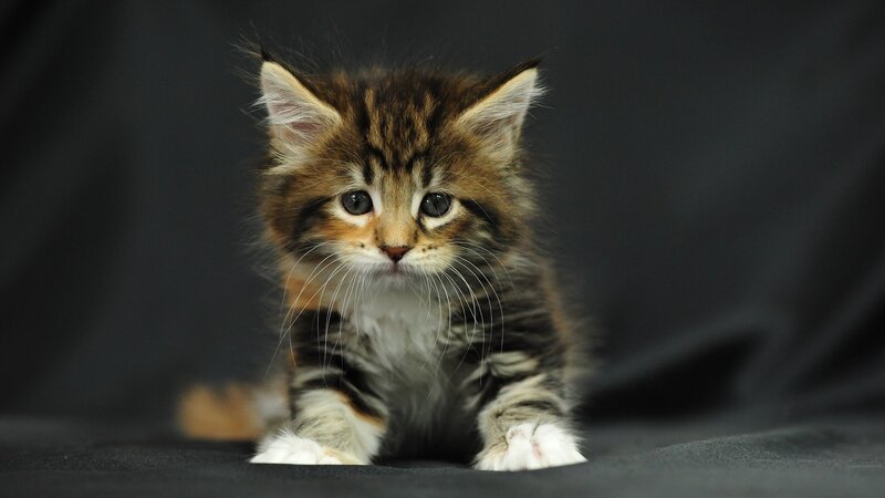 fluffy tabby kitten