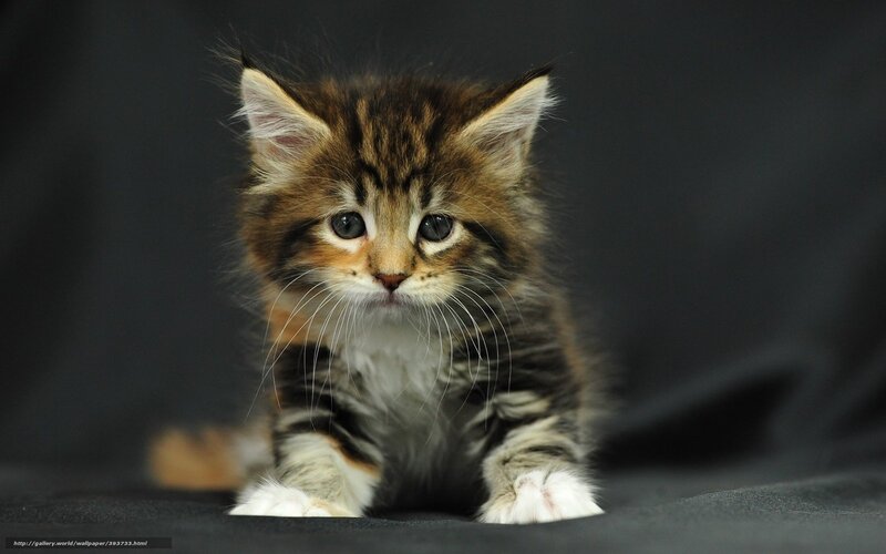 fluffy tabby kitten