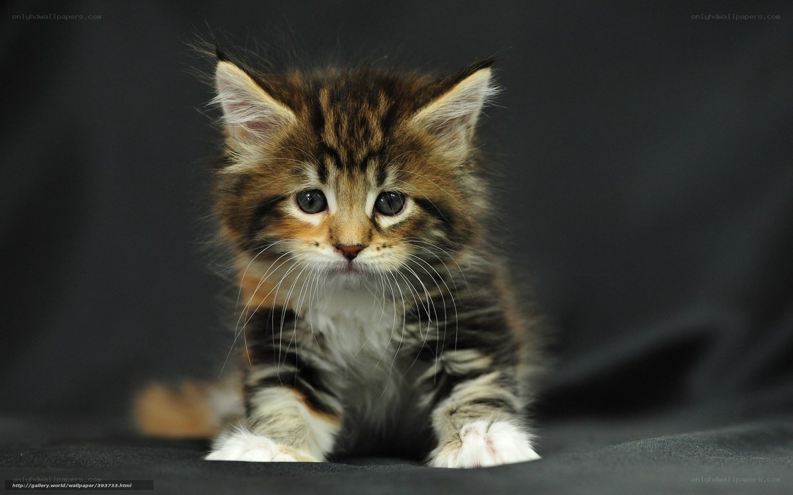 fluffy tabby kitten