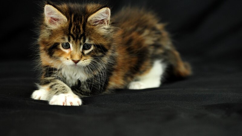 fluffy tabby kitten