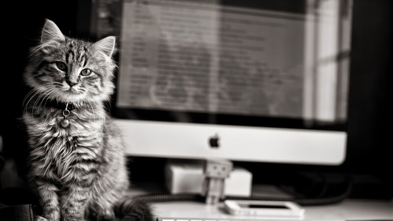Fluffy Tabby Kitten — Black, Calm, Photograph, Computer Monitor, Desk