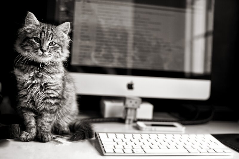 Fluffy Tabby Kitten — Black, Calm, Photograph, Computer Monitor, Keyboard