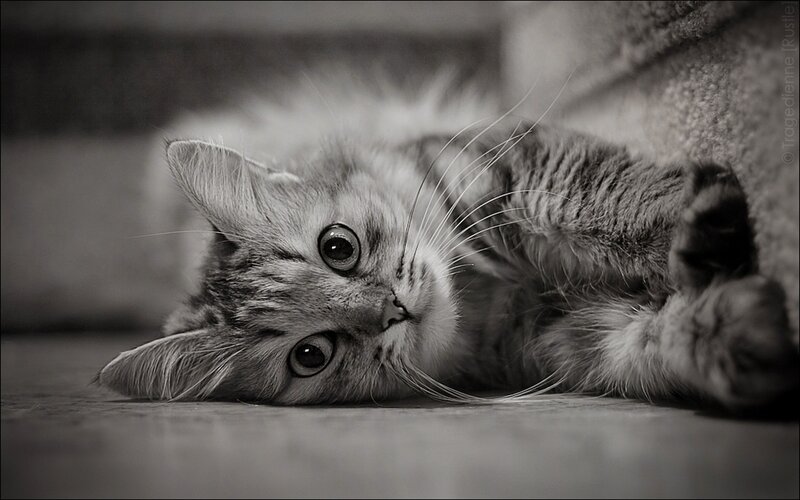 Fluffy Tabby Kitten — Black, Calm, Photograph, Floor