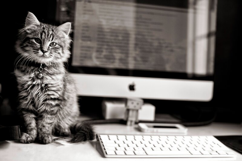 Fluffy Tabby Kitten — Black, Calm, Photograph