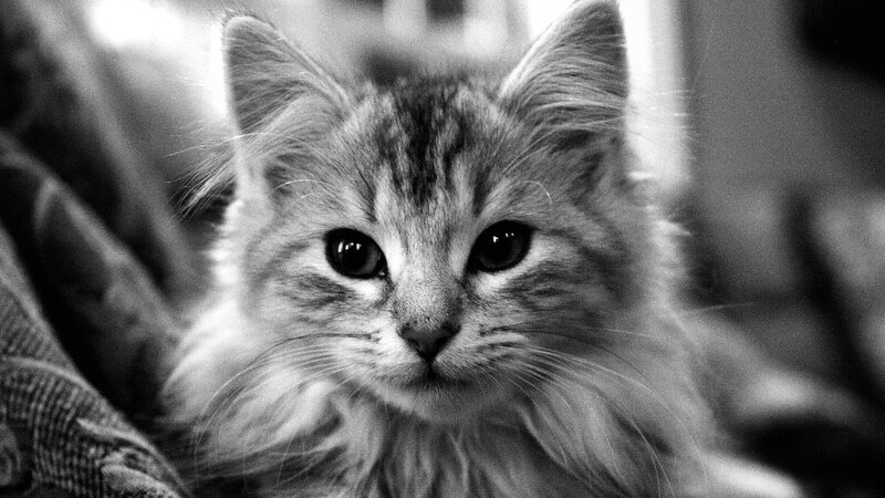 Fluffy Tabby Kitten — Black, Calm