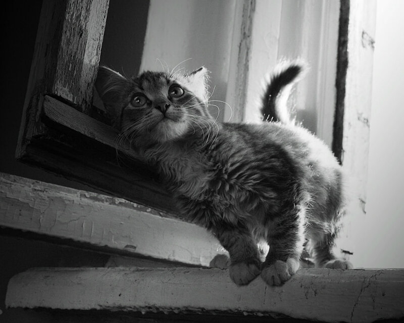 Fluffy Tabby Kitten — Black, Curious