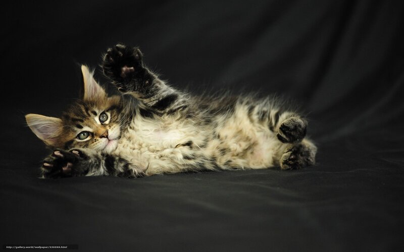 Fluffy Tabby Kitten — Black, Playful, Photograph, Black Background