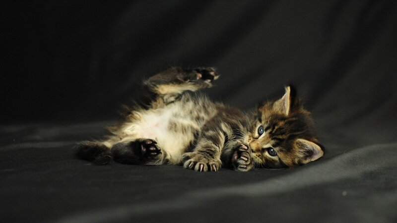 Fluffy Tabby Kitten — Black, Playful, Photograph