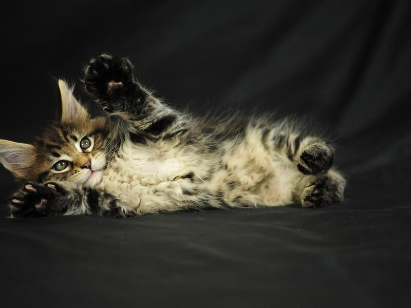 Fluffy Tabby Kitten — Black, Playful