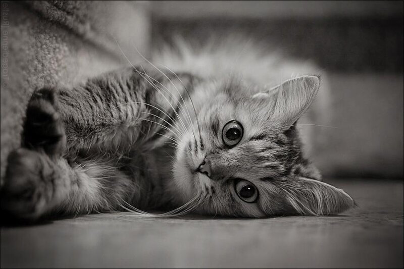 Fluffy Tabby Kitten — Black