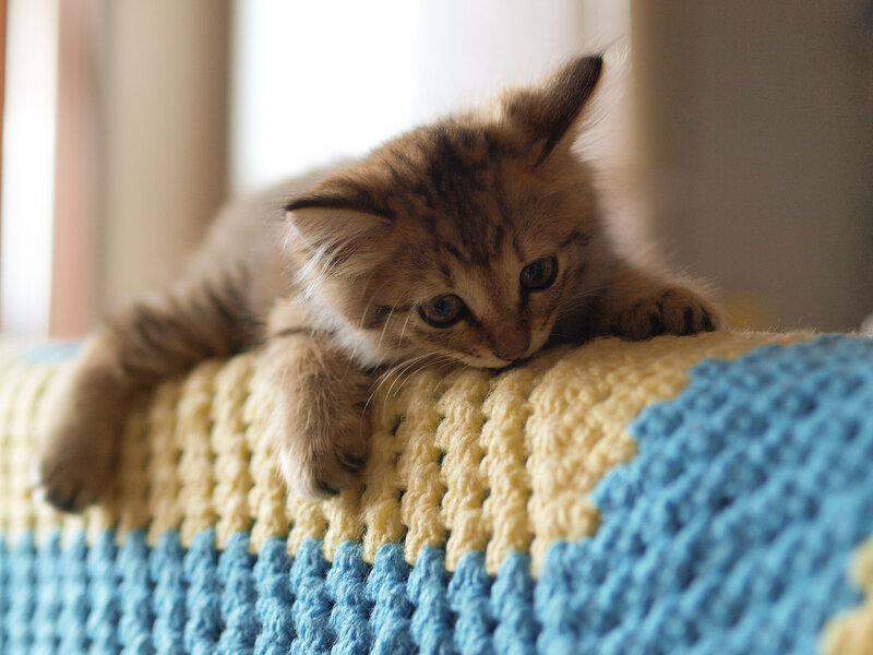 Fluffy Tabby Kitten — Blue, Calm, Morning