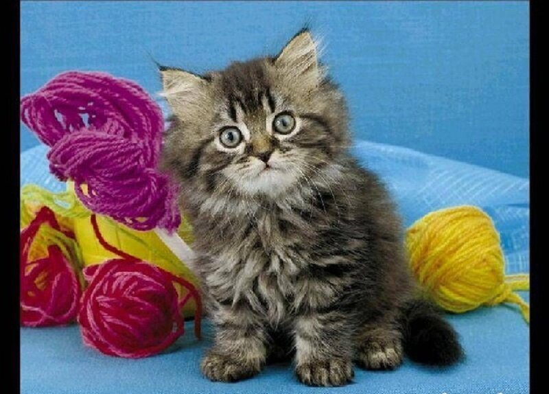 Fluffy Tabby Kitten — Blue, Calm