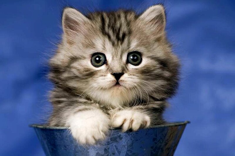 Fluffy Tabby Kitten — Blue