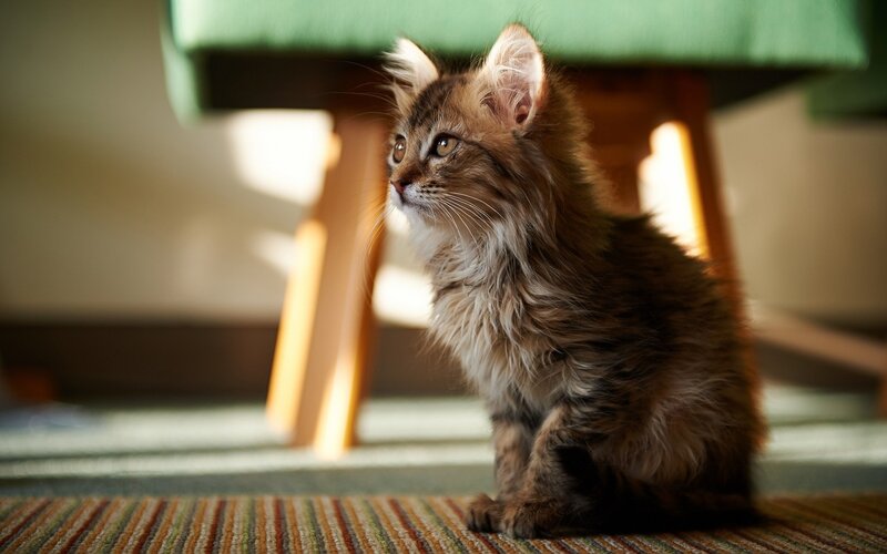 Fluffy Tabby Kitten — Brown, Calm, Afternoon, Photograph, Cat
