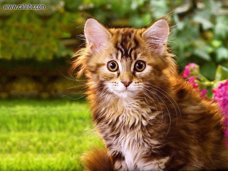 Fluffy Tabby Kitten — Brown, Calm, Afternoon, Photograph, Grass